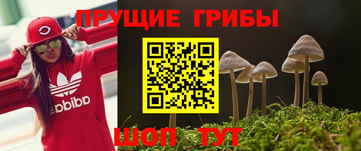 Новоалександровск  Псилоцибиновые грибы Psilocybine cubensis  Вход с VPN 